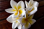 Fiore di frangipani (plumeria) Luang Prabang, Laos.